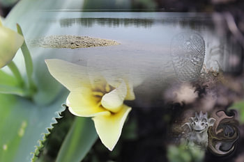Dragon Lake