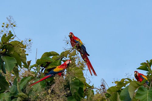 Perroquet (aras à ailes jaunes) Costa Rica