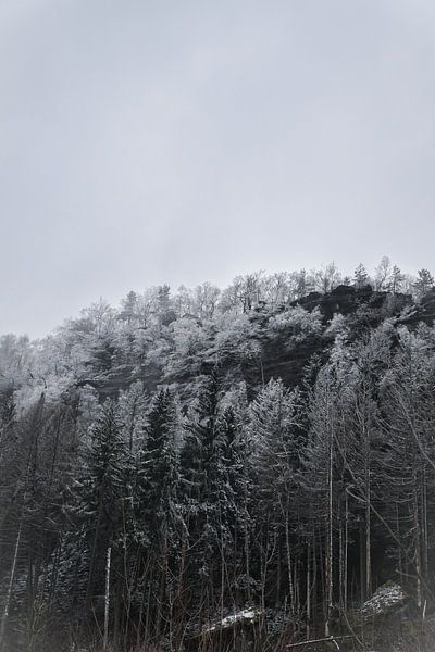 Forêt dans le brouillard dans les montagnes de l'Elbsandstein par Martin Köbsch
