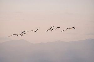 Pelikane fliegen über Pastellberge bei Sonnenaufgang
