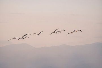 Pelikanen Vliegend boven Pastelkleurige Bergen bij Zonsopkomst