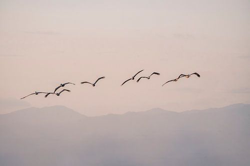Pelikanen Vliegend boven Pastelkleurige Bergen bij Zonsopkomst