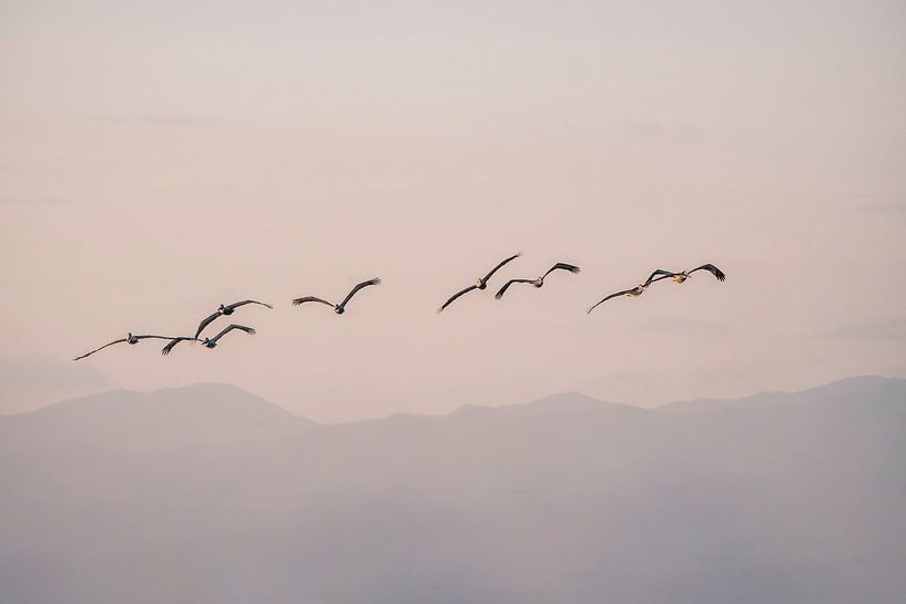 Pelikanen Vliegend boven Pastelkleurige Bergen bij Zonsopkomst van Femke Ketelaar