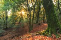 Lever de soleil dans le Speuldersbos