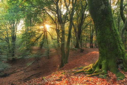 Zonsopkomst in het Speuldersbos