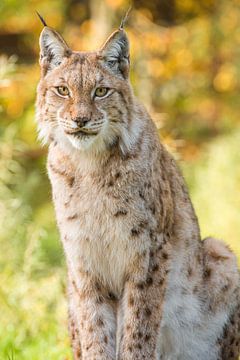 Lynx van Karlijn Dado