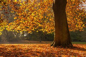 Herbst in Rotterdam