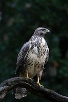 Statige buizerd