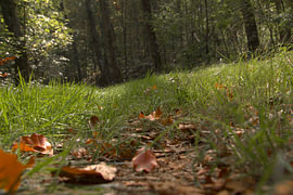 Herbstlaub auf Waldwiese von Stefan Dunkel Naturfotografie