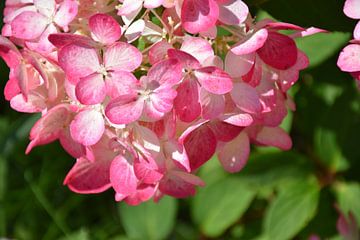 Een hortensia in bloei in de tuin van Claude Laprise