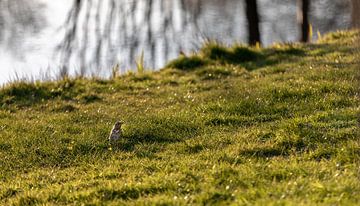 Musje zittend op het gras aan het water van Percy's fotografie