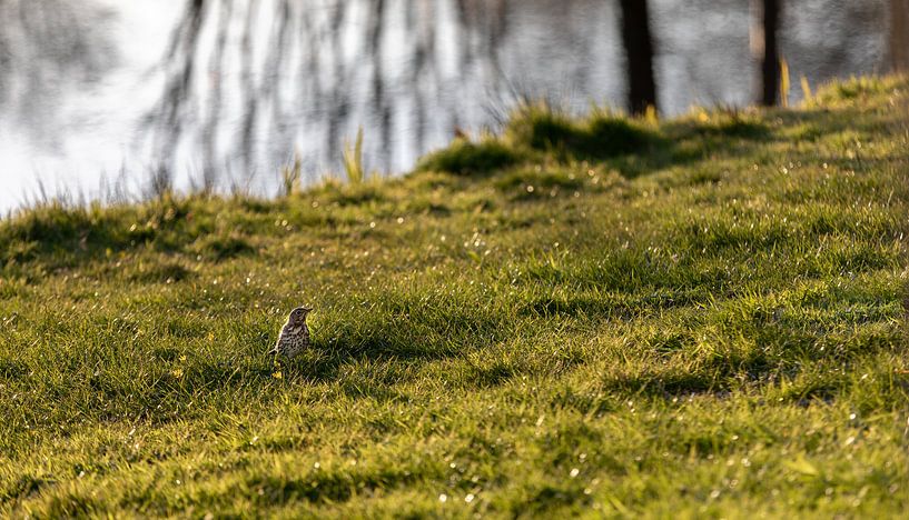 Sparrow sitting on the grass near the water by Percy's fotografie