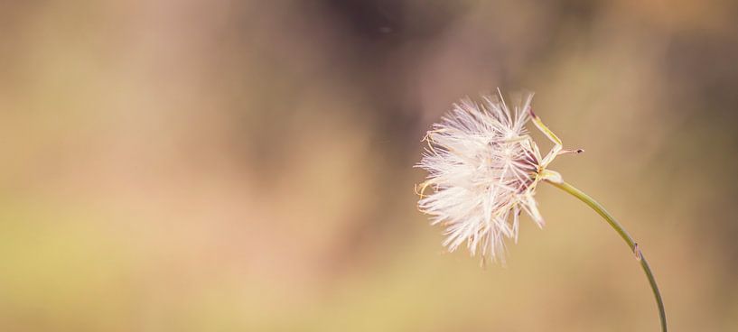 Blowball - 3 by Shanna van Mens Fotografie