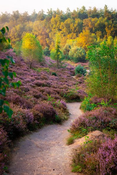 Heidepad | Posbank | veluwezoom | Rheden | Gelderland | Holland | nature photo by Rebecca van der Schaft