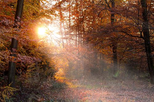 Morning glow