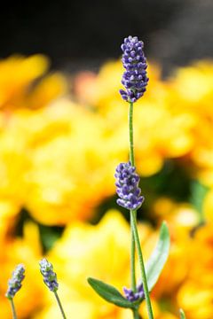 Lavendel van Jeantina Lensen-Jansen