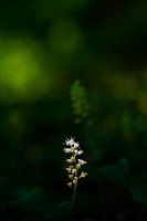 Baldwoods in the morning sun