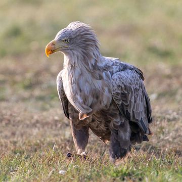 Adult white-tailed eagle by Bob de Bruin