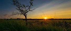 Ginkelse hei 3 by Domenique van der Horst