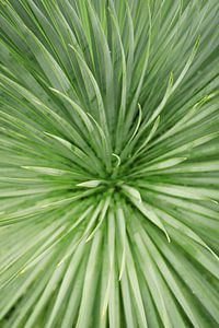 Close-up het groene hart van de Palmboom | Macro & Natuurfotografie