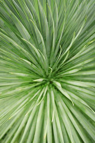 Close-up het groene hart van de Palmboom | Macro & Natuurfotografie