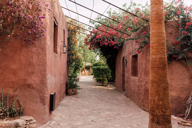 The Rue of Flowers | Moroccan Travel Photography by Yaira Bernabela