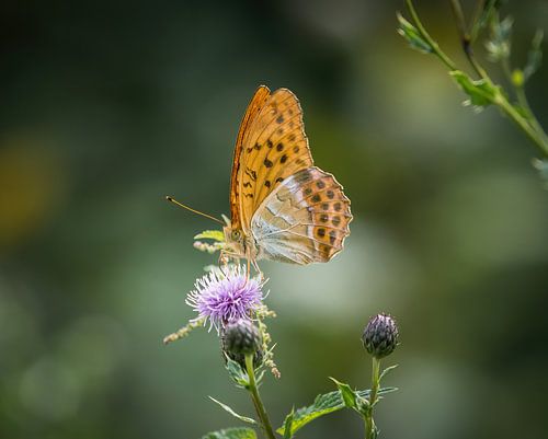 Een keizersmantelvlinder van dichtbij in de zomer in Saarland