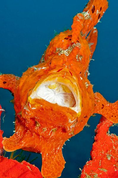 Oranje hengelaars vis. by Dray van Beeck