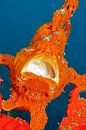 Oranje hengelaars vis. by Dray van Beeck thumbnail