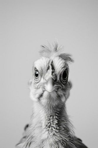 Portrait de poule en noir et blanc