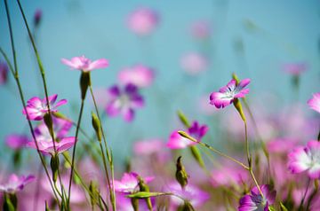 Ein Blumenfeld voll von rosa Blumen von Jessica Berendsen