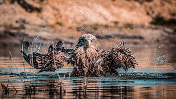 Badender Weißkopfseeadler