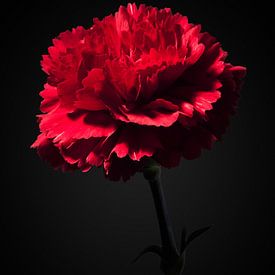 Red carnation by Ramon van Bedaf