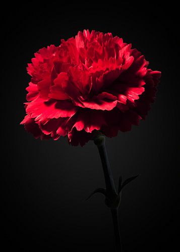 Red carnation