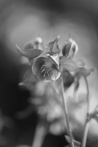 Aquilegia I - monochrome