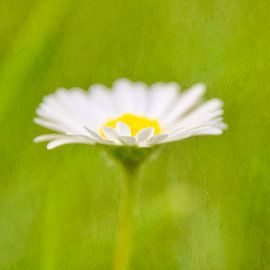 Gänseblümchen 1 malerisch von Jaap Tanis