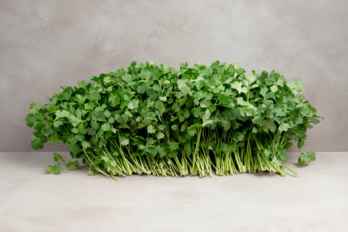 Coriander bunch