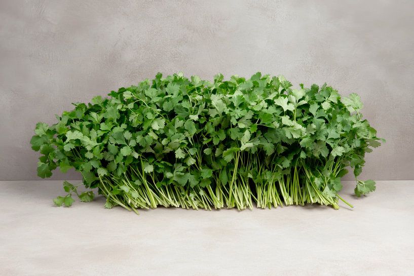 Koriander Bündel von Poster Art Shop