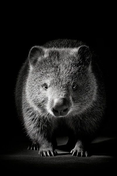 Wombat by Poster Art Shop