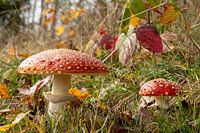 Autumnal (2)