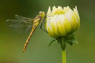 Steenrode Heidelibel op bloem van Jeroen Stel thumbnail