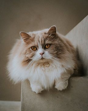 Langharige kat met gouden ogen 2
