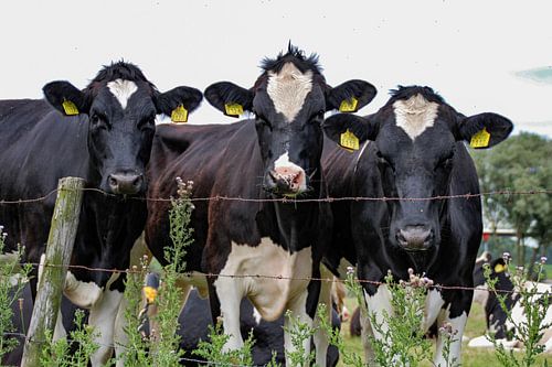 Nieuwsgierige  koeien