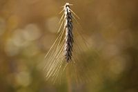 Barley
