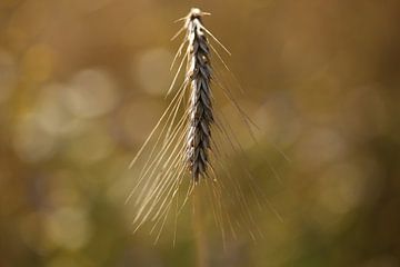 Barley by Fotografie John van der Veen