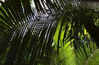 Palmbladeren in het tropisch regenwoud van rene marcel originals thumbnail