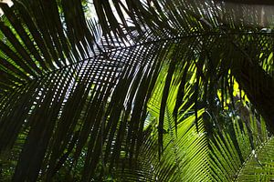 Feuilles de palmier dans la forêt tropicale humide