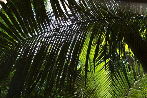 Palm leaves in the tropical rainforest