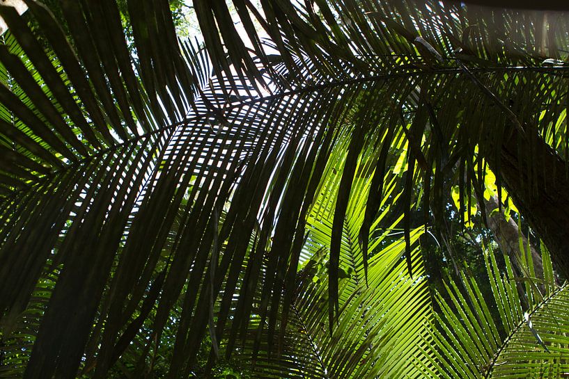 Palmbladeren in het tropisch regenwoud van rene marcel originals
