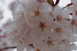 Cherry Blossum by Shurendly Baal